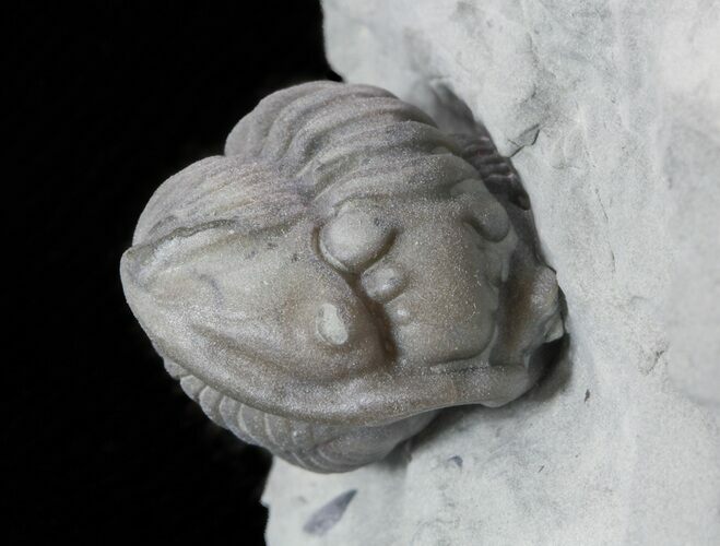 Enrolled Flexicalymene Trilobite Fossil From Indiana #47118